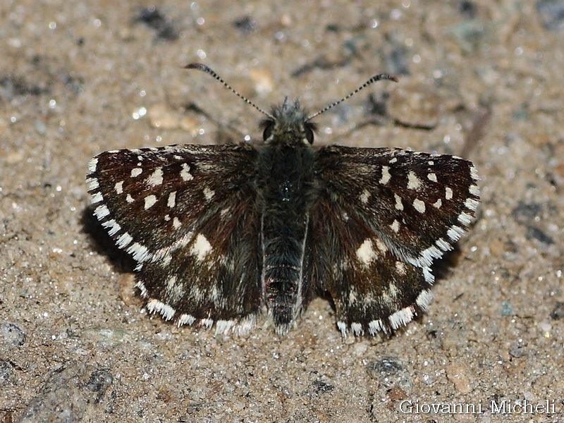 Lepidotteri all''Alpe Devero  (1856 slm)